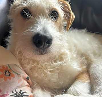 Photo of Joey the JRT