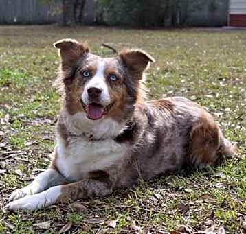 Photo of Pepper