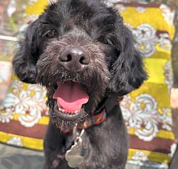 Photo of Jett