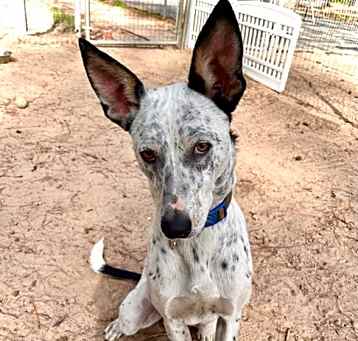 Photo of Spot