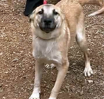 Photo of ANNIE