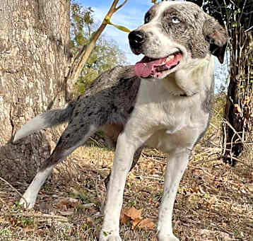 Photo of Willow