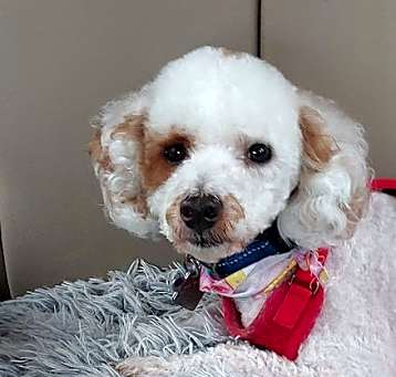 Photo of Wyatt - PM