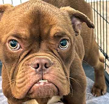 Photo of Hooch