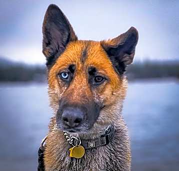 Photo of Astraya
