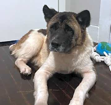 Photo of Sheba