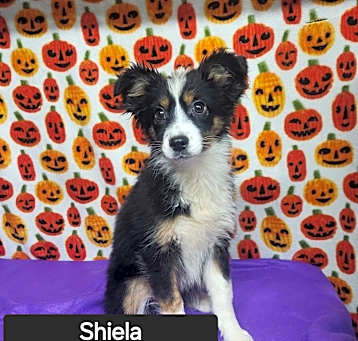 Photo of Shiela
