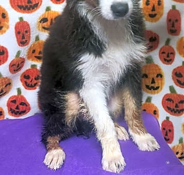 Photo of Charlie