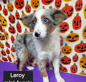 Photo of Leroy