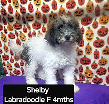 Photo of Shelby