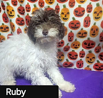 Photo of Ruby