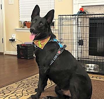 Photo of Blackbelt