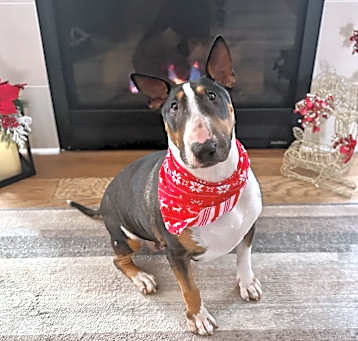 Photo of Gertie (Fishers, IN)