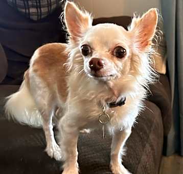 Photo of Brandy