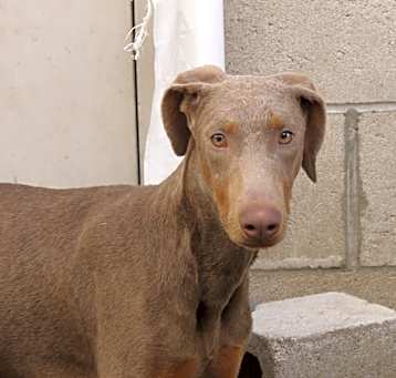 Photo of SILVER