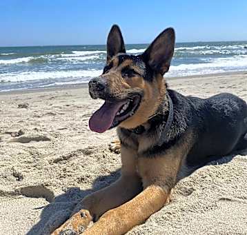 Photo of Peanut *courtesy post*