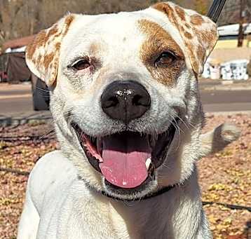 Photo of Dot