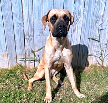 Photo of Daisy