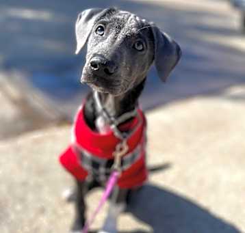 Photo of Charm (In Foster)