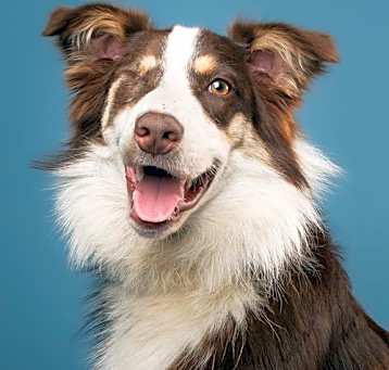 Photo of Sheriff - M