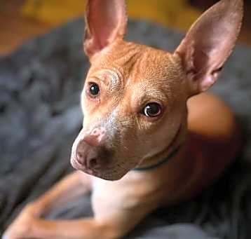 Photo of Silas (Courtesy)