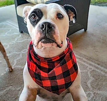 Photo of Belle (New Digs)