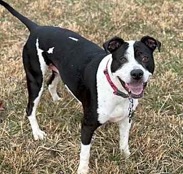 Photo of SAVANNAH