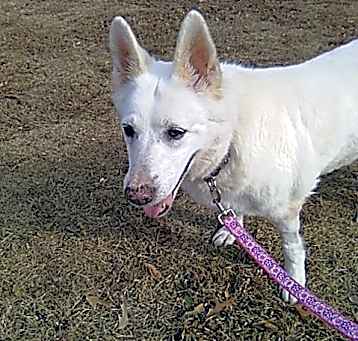 Photo of Sheeba 6400