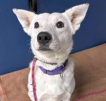 Photo of Sweetie