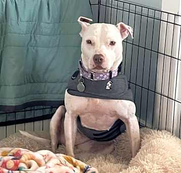 Photo of Sprinkles (Foster Care)