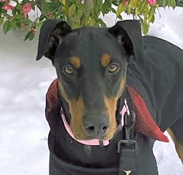 Photo of Sienna