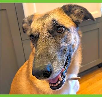 Photo of Kona