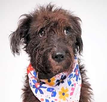 Photo of Beta (NC)