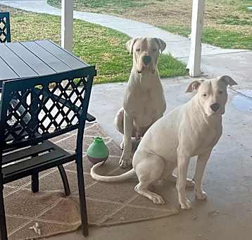 Photo of Marley & Stella (Bonded Pair)