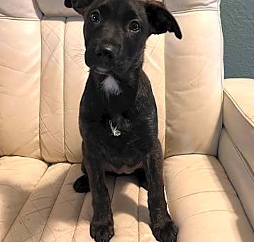 Photo of Tesla