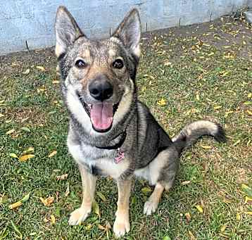 Photo of Adorable Xena