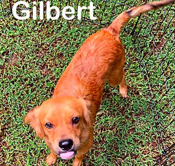 Photo of Gilbert