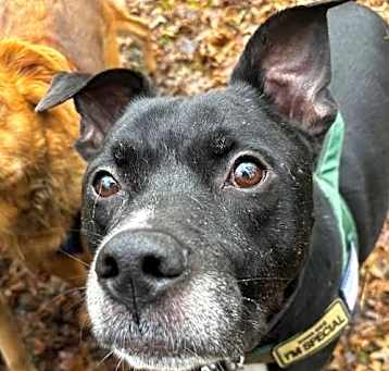 Photo of Trevor Fabulous Family Dog *FEE WAIVED*