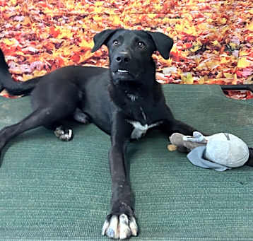 Photo of Barkley