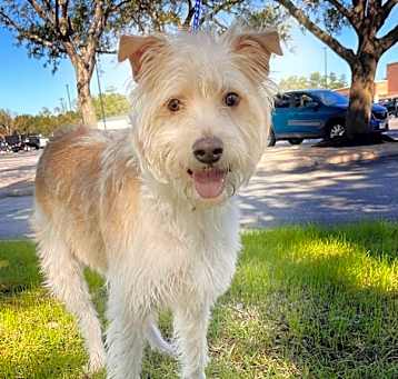 Photo of Rusty