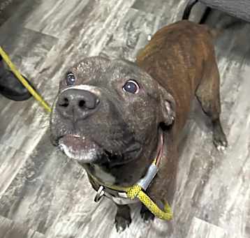 Photo of Bronson