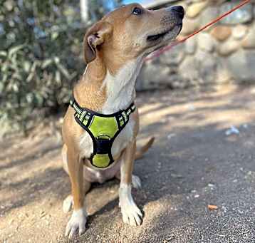 Photo of JUBILANT TOBY