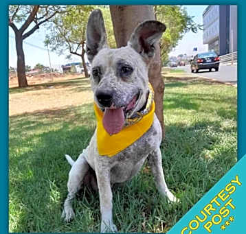 Photo of Ruffo (CP)