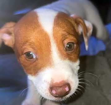 Photo of 2 female puppies