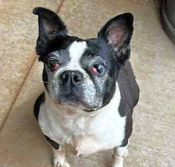 Photo of Raleigh (Adoption Pending)