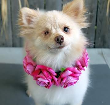 Photo of Missy
