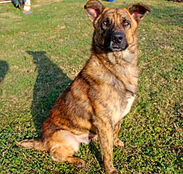 Photo of Pumbaa