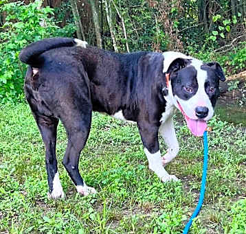 Photo of Zorro