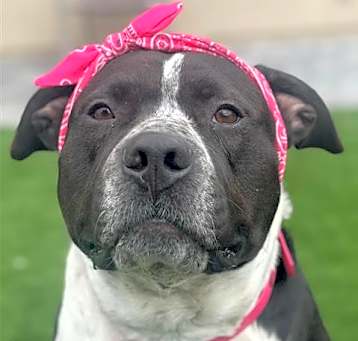 Photo of BESSIE (AKA LUNA)