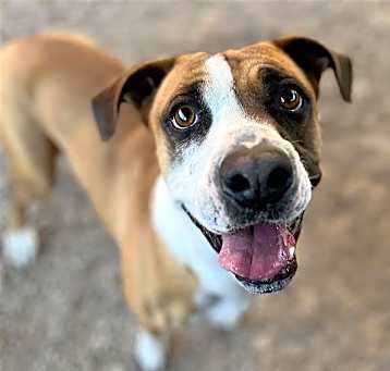 Photo of SADIE